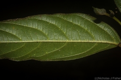 Alangium villosum