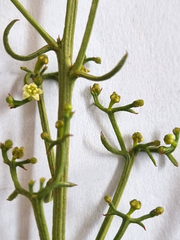 Thesium scandens