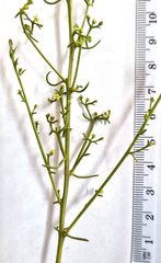 Thesium scandens