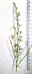 Thesium scandens