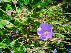 Geranium himalayense