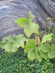 Podophyllum hexandrum