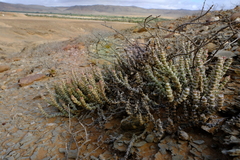 Mesembryanthemum tomentosum
