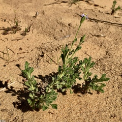 Vittadinia cuneata
