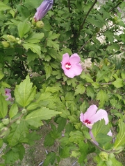 Malvoideae
