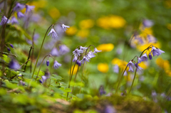 Soldanella montana