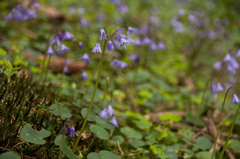 Soldanella montana
