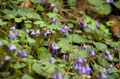Soldanella montana