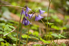 Soldanella montana
