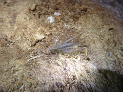 Platycleis albopunctata