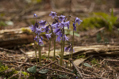 Soldanella montana