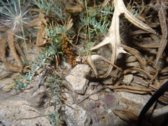 Antaxius spinibrachius