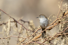 Phragmacia substriata