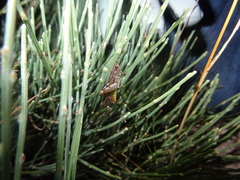 Chorthippus binotatus