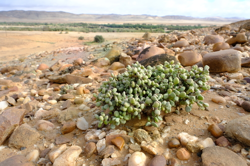 Portulacaria pygmaea Pillans 2