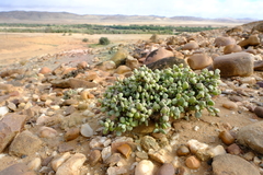 Portulacaria pygmaea