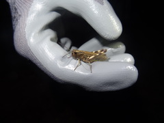 Chorthippus binotatus