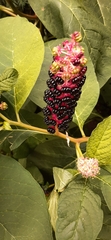 Phytolacca acinosa