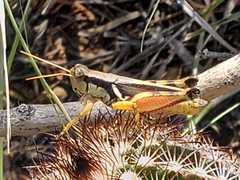 Melanoplus glaucipes