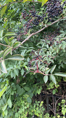 Sambucus nigra