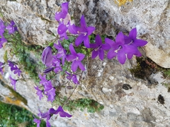Campanula arvatica