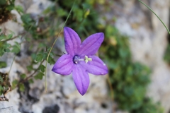 Campanula arvatica
