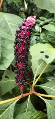 Phytolacca acinosa