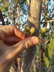 Corymbia opaca
