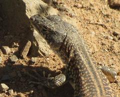 Pedioplanis laticeps