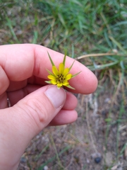 Tragopogon dubius