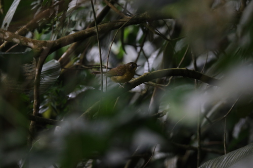iNaturalist image