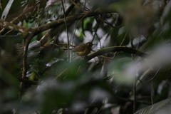 Bleda notatus