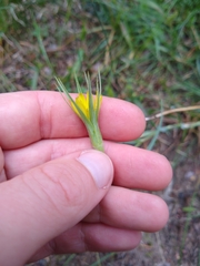 Tragopogon dubius