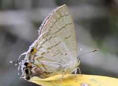 Hypolycaena philippus philippus