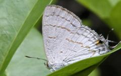 Hypolycaena philippus philippus