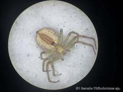 Philodromus cespitum