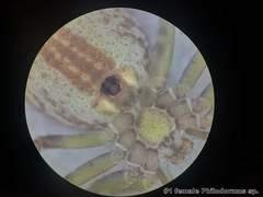 Philodromus cespitum