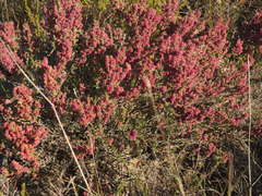 Erica puberuliflora