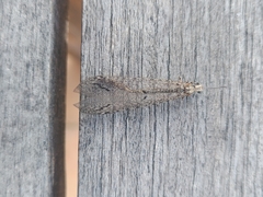 Neuroleon distichus