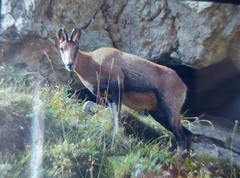 Rupicapra pyrenaica parva