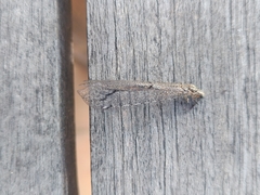 Neuroleon distichus