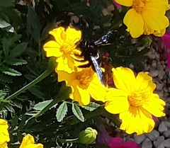 Xylocopa