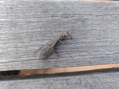 Neuroleon distichus