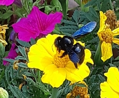 Xylocopa