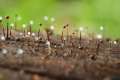 Clastoderma debaryanum