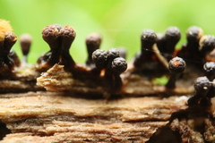 Trichia botrytis