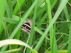 Grammodes bifasciata