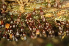 Trichia botrytis