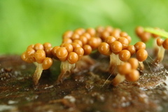 Oligonema verrucosum