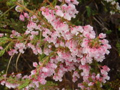 Erica glomiflora glomiflora
